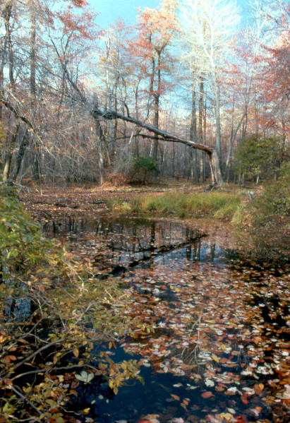 Some vernal pools were created or deepened when shallow pits were dug in search of iron ore deposits. Credit: Sally Ray